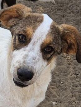 Darian, geb. ca. 05/2024, Griechenland - Euskirchen