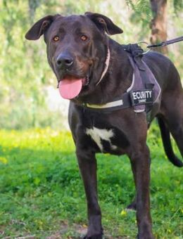 Draco - wer schenkt ihm endlich Liebe? - Laatzen