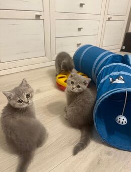 BKH Kitten Lilac Tabby - Herne Crange