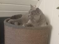 BKH Katze - Heldrungen