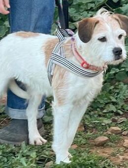 Fröhliche Jess wartet auf ihre 2. Chance - Grevenbroich