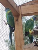 Cloncurrysittich Zuchtpaar Hahn Henne 2021 Zucht geeignet in 01844