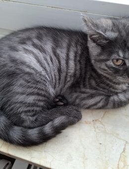 Ein verspieltes Kätzchen und ein Kater suchen ein Zuhause bei liebevollen Menschen! - Siegbach