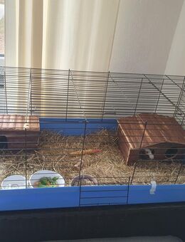 2 weibliche Meerschweinchen mit Kaefig Kiste zum verstauen und Zubehoer zu verkaufen. Und Transport Box gibts dazu Nur persoenliche Abholung Und Barzahlung bei Abholung Keine Lieferung moeglich - Oberkochen