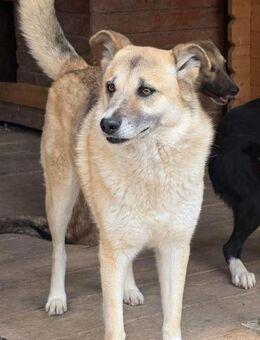 ❤️Anny - Schmusemaus sucht -! - Sindelfingen