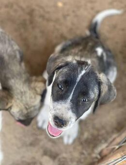 Ida ist eine neugierige Hündin 🐾 - Elsdorf (Nordrhein-Westfalen)