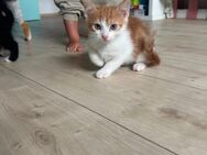 Katzenbabys (Kater) - Würselen