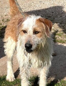 LACHO - ein freundlicher Griffon ...... - Kempen