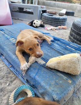 Shelby sucht seine Menschen - Grevenbroich