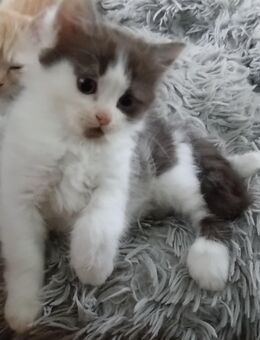 Selten türkisch Van- BKH Mix Katzenbabys ab sofort möglich dreimal weiblich - Ratingen