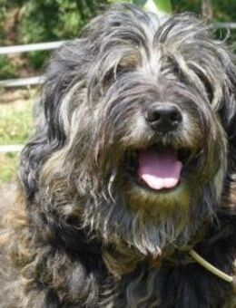 Tro - Zottelbär sucht sein Plätzchen - Endingen (Kaiserstuhl)
