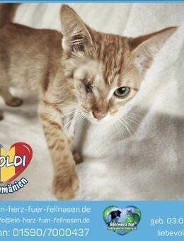 Goldi wartet auf sein Für-Immer-Zuhause! - Waakirchen