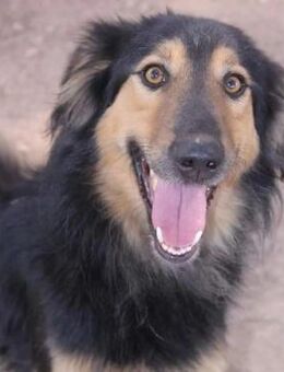 Collie zum Verlieben! - Gevelsberg