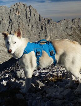 Hundesportgurt Ruffwear "Webmaster" Gr. L/XL - Murnau (Staffelsee)