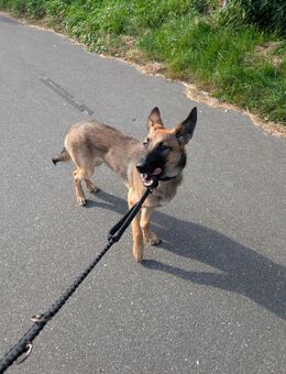 Schäferhund malinois Mix - Rethwisch (Landkreis Stormarn)