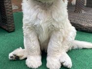 Seltene Double Doodle (Labradoodle+Goldendoodle) - Ranstadt