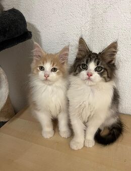 Maine Coon Kitten reinrassig Glückskatze - Hahn