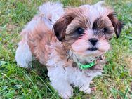 Wunderschöne Shih-Tzu x Yorkshire Terrier Welpen –auch für Allergiker geeignet - Oranienburg