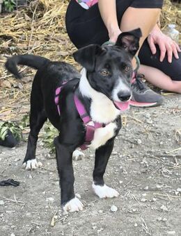 Süße Rubi wünscht sich eine Familie - Grevenbroich