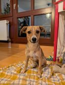 Lizzy ist eine kleine selbstbewusste und schlaue Hündin in 86150