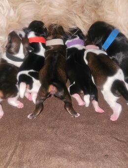 Wunderschöne Shih-Tzu Welpen suchen ein liebevolles Zuhause - Gronau (Westfalen)