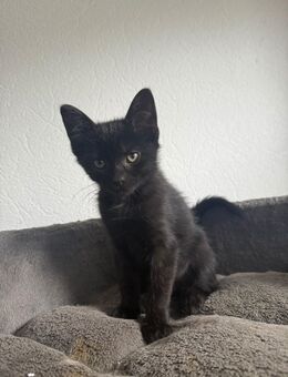 Bkh / Maincoon Mix Kater kurzhaarig - Wanderup
