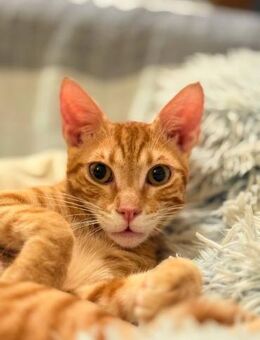 Hvitcik 🐾 ein ganz verspielter Kater - Kirchheim (München)