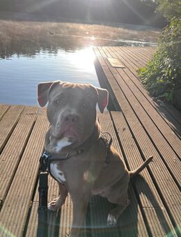 American Bully XL - Hamburg