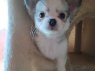 Chihuahua s jungs suchen ein zu Hause jetzt - Abtsbessingen