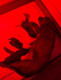 Wunderschöne Labrador-Welpen suchen ein liebevolles Zuhause - Geislingen (Steige)