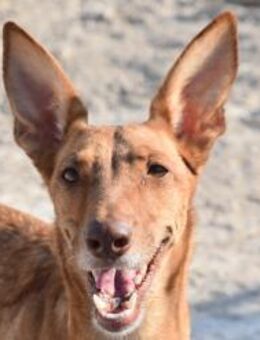 Ariana verlor ihr Zuhause Ho - Ludwigshafen (Rhein)