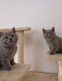 Vier wunderschöne BKH BLH Kitten in Grau Blau (zwei Weibchen sind noch da) - Bergisch Gladbach