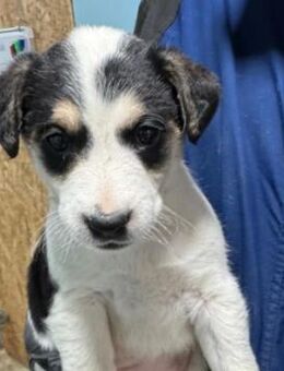 liebes Welpenmädchen Kimba - Kallmünz