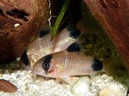 Aquarium Fisch; Panzerwels Panda (corydoras panda) 4,50€ / Stk - Erftstadt