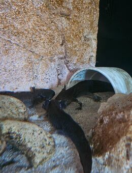 4 Axolotl in gutr Hände abtugeben - Oberlungwitz