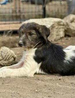 Raika, verspielt und lieb - Bochum