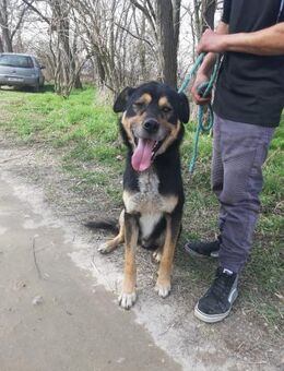 Kacska, schüchterner Mischling - Remagen