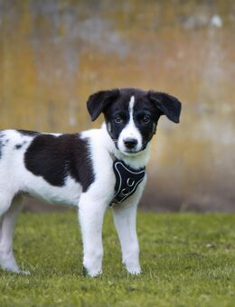 Hund Hündin Alva Welpe - Tespe