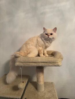 Kater sucht neues zu Hause - Berlin Neukölln