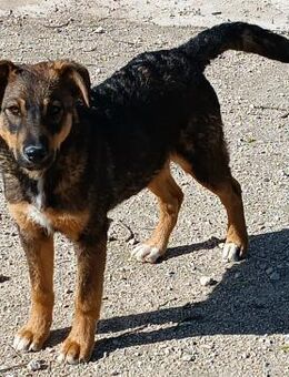 Angel mit ganzer Familie Alb - Ludwigshafen (Rhein)