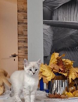 Süße baby Katzen - Stadtoldendorf