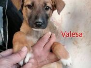 VALESA ❤ sucht Zuhause oder Pflegestelle - Langenhagen