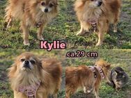 Kylie - von einem Vermehrer aussortiert - Schafflund