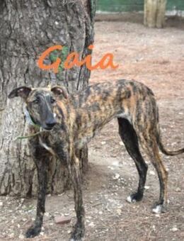 Gaia sucht das Leben mit Liebe 1/25 ESP - Ruppertsecken