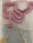 Het Palmetto in 42551