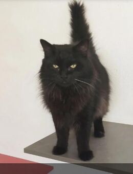 Cain- bildschöner, verschmuster Kater - Wilhelmsfeld