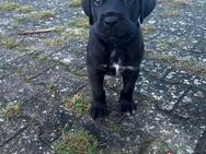 Cane-Corso mix Welpen - Scholen