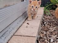 Kitten katzenbabys - Löbnitz (Sachsen)