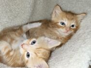 Zwei super süße Kätzchen suchen liebevolles Zuhause - Rheine