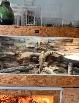 Terrarium 200x80x60 mit fester Kletterwand + 2 Bartagamen (1 Männchen & 1 Weibchen, 6 Jahre alt) - Berlin Lichtenberg